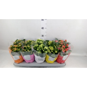 Kalanchoe blos. 'Perfecta' ..mix 5