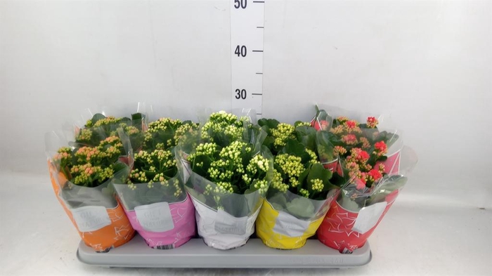 <h4>Kalanchoe blos. 'Perfecta'  ..mix 5</h4>