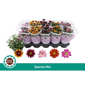 Chrysant Special Mix