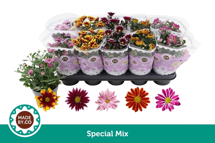<h4>Chrysant Special Mix</h4>