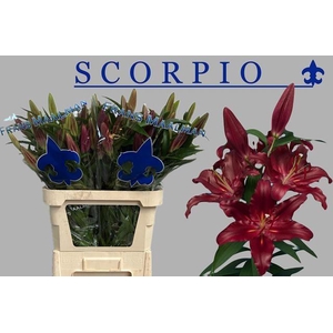 LI OR SCORPIO