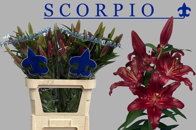 <h4>LI OR SCORPIO</h4>