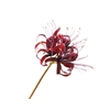 Nerine Bordeaux