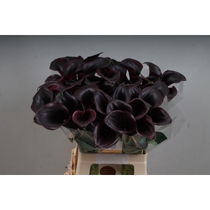 Zantedeschia call ceara