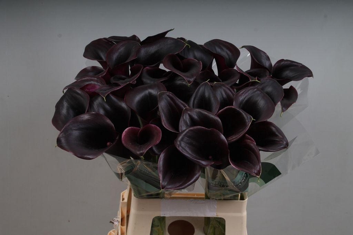 <h4>Zantedeschia call ceara</h4>