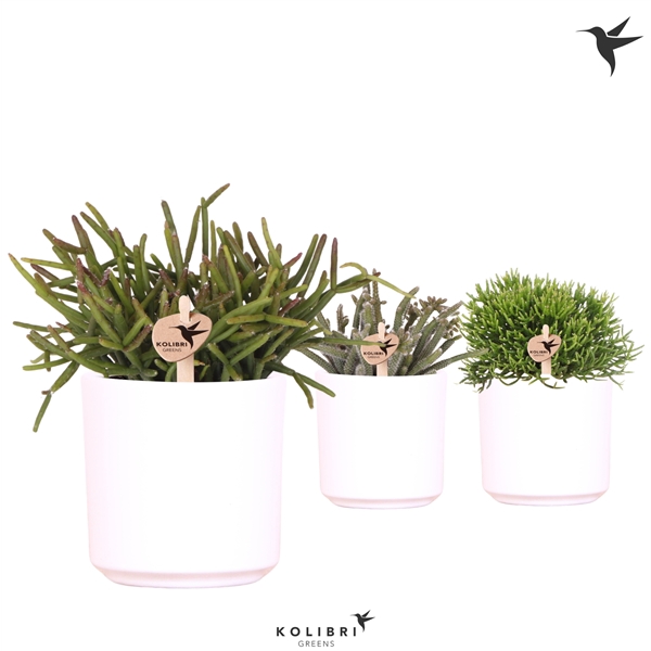 <h4>Kolibri Greens Rhipsalis mix in Simplicity pot white</h4>