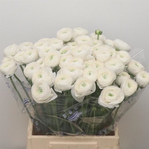 Ran Su Sr Polar White Extra