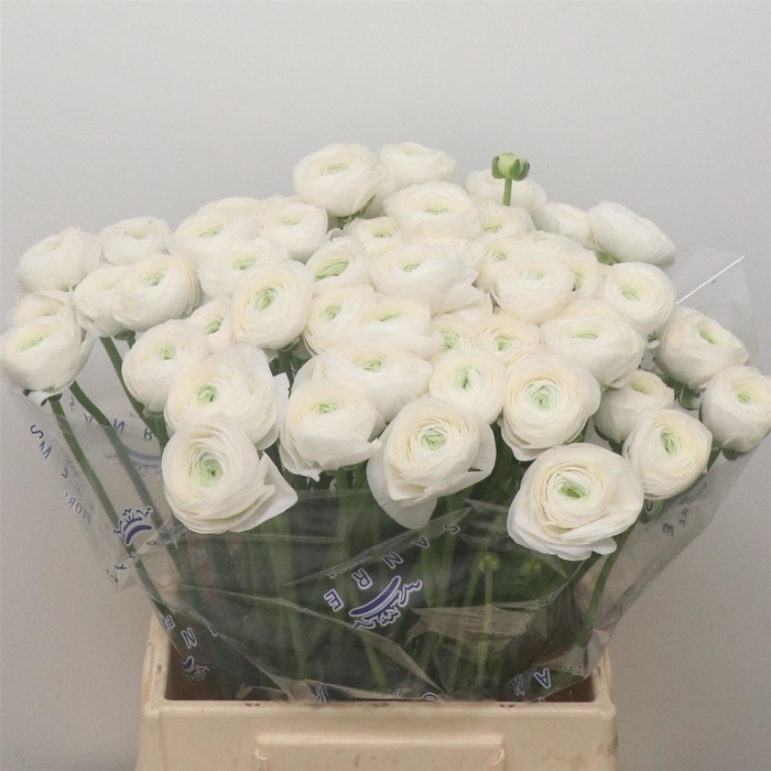 <h4>Ran Su Sr Polar White Extra</h4>