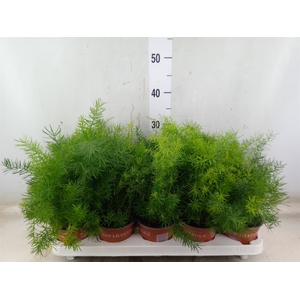 Asparagus umbellatus