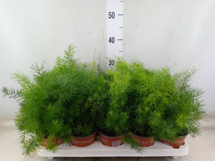 <h4>Asparagus umbellatus</h4>