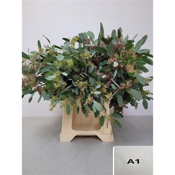 <h4>EUC POP BES PB</h4>