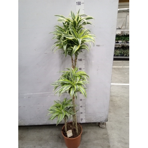 Dracaena frag. 'Surprise'