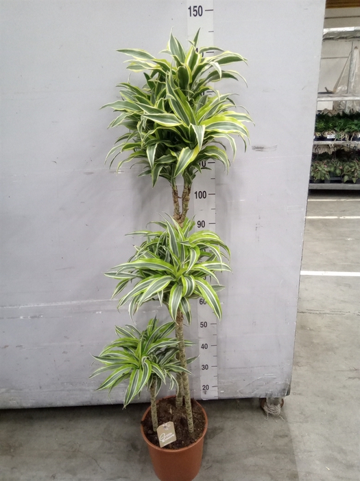 <h4>Dracaena frag. 'Surprise'</h4>