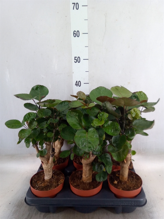 <h4>Polyscias scutellaria 'Fabian'</h4>
