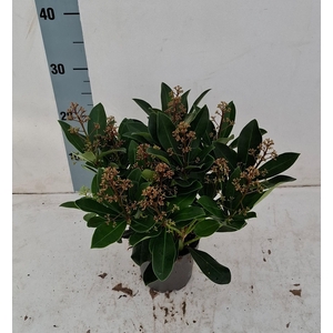 Rubella 13cm 14+ bloem