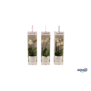 Lisa White Tiny Dolls Wit 2T12+ Aqu@ in Giftbox