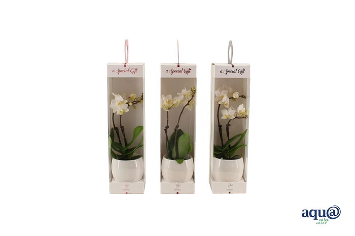 <h4>Lisa White Tiny Dolls Wit 2T12+ Aqu@ in Giftbox</h4>