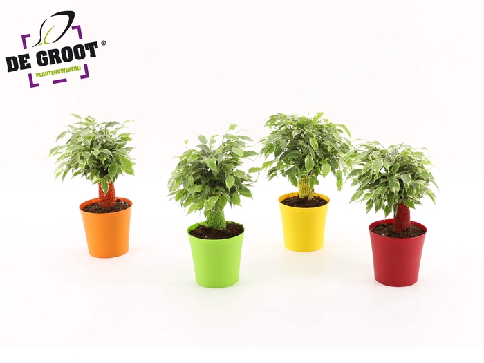 <h4>Ficus benjamina Kinky Ton-Sur-Ton</h4>