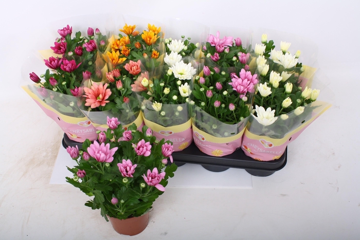 <h4>CHRYS GEM 5 KL</h4>