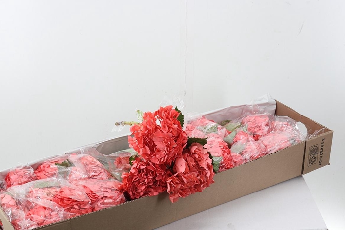 <h4>Hydr Ballerina Box</h4>