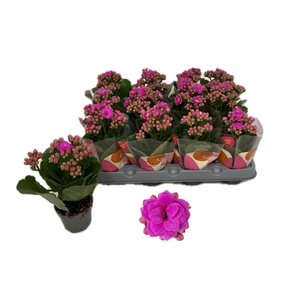 KALAN CALAN ROSE FL KATIE P6