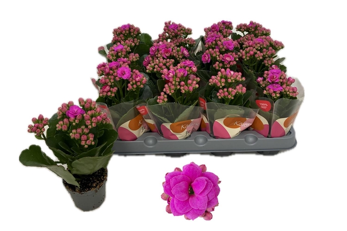 <h4>KALAN CALAN ROSE FL KATIE P6</h4>