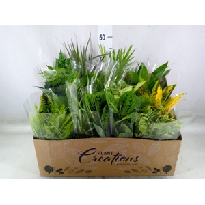 Planten Groen   ...mix 12