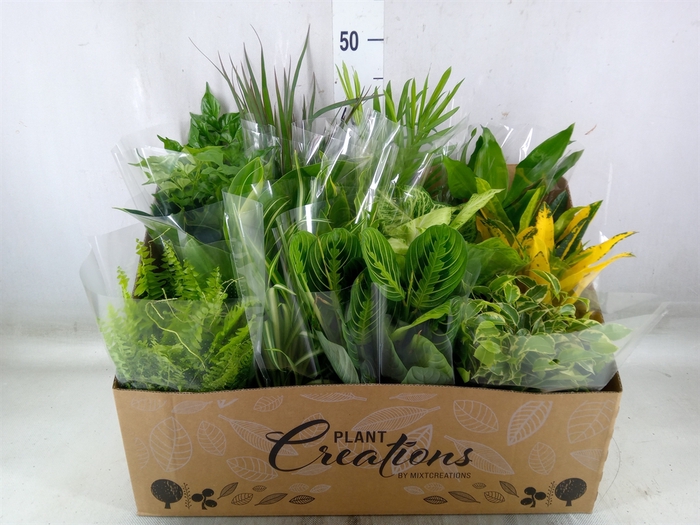 <h4>Planten Groen   ...mix 12</h4>