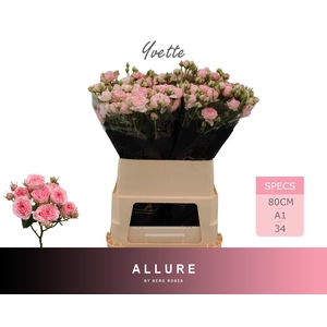 R TR YVETTE ALLURE 80 cm