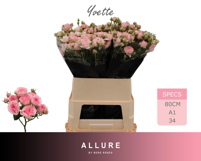<h4>R TR YVETTE ALLURE 80 cm</h4>
