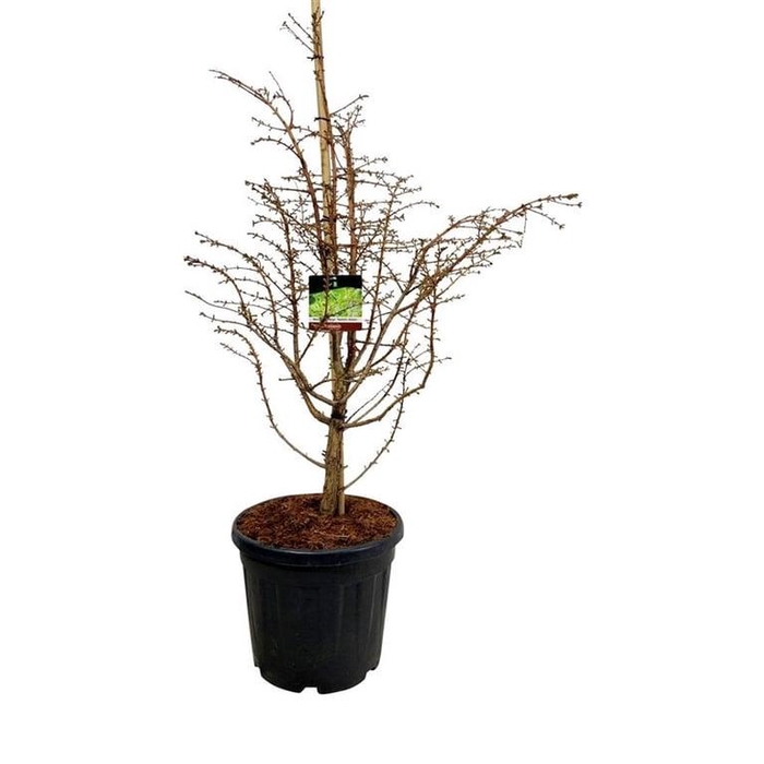 <h4>Metasequoia gl. 'Hamlet's Broom'</h4>