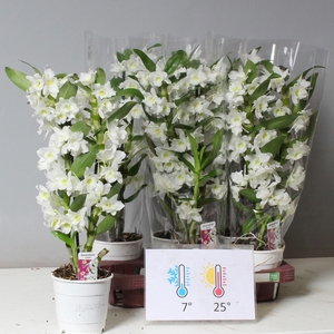 DENDR N SC APOLLON