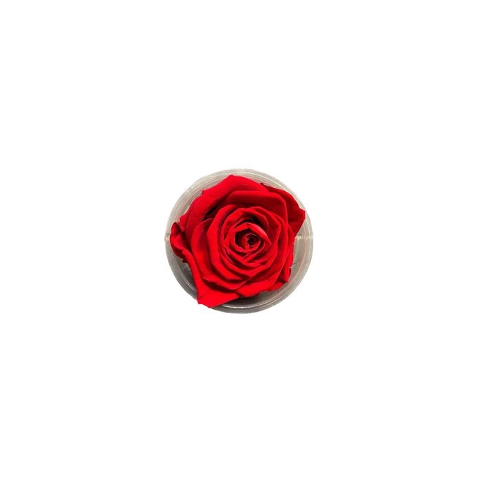 <h4>Rose Preserved L7W7H3D7</h4>