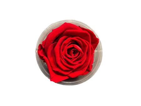 Rose Preserved L7W7H3D7