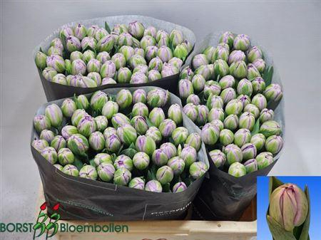 <h4>Tu Du Saigon Double</h4>