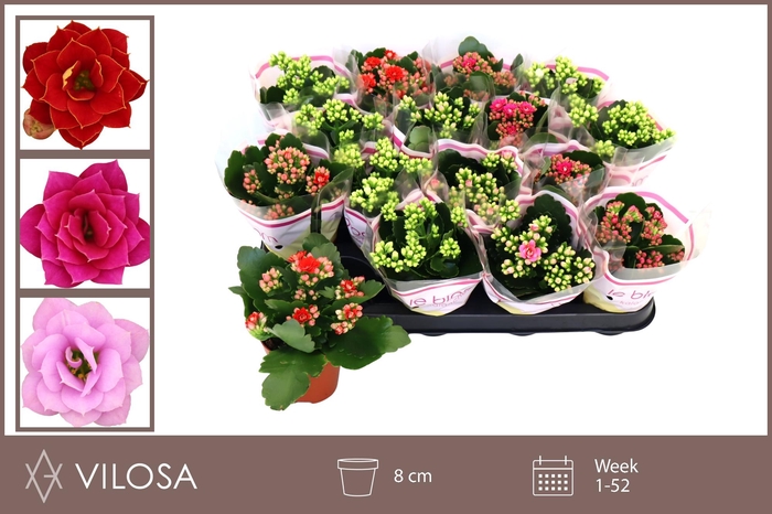 <h4>KAL GE GEM 4 KL</h4>