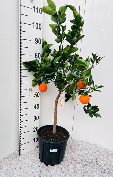 <h4>Citrus sinensis Arancia on stem</h4>