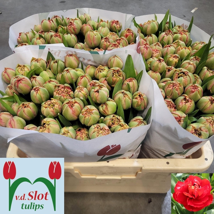 <h4>TU DU MIRANDA</h4>