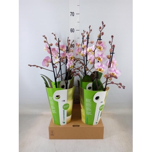 Phalaenopsis  'Corolla Beach'