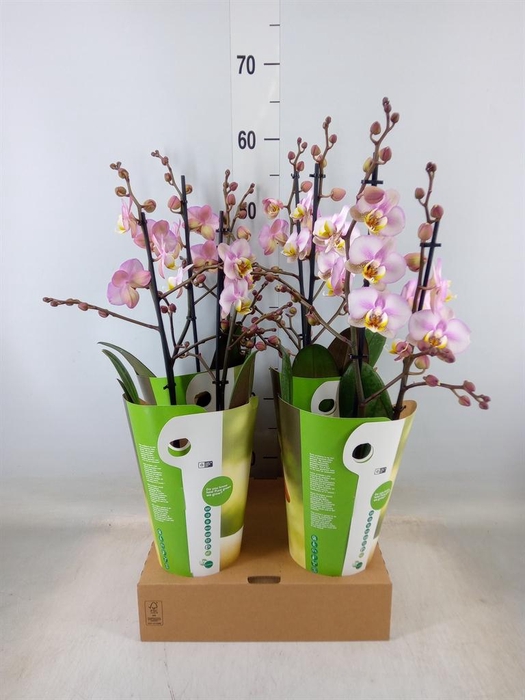 <h4>Phalaenopsis  'Corolla Beach'</h4>
