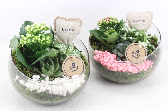 <h4>arr2 PL - Glas bol schuin Hart - roze/wit</h4>