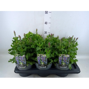 Salvia sylvestris 'Blue Marvel'