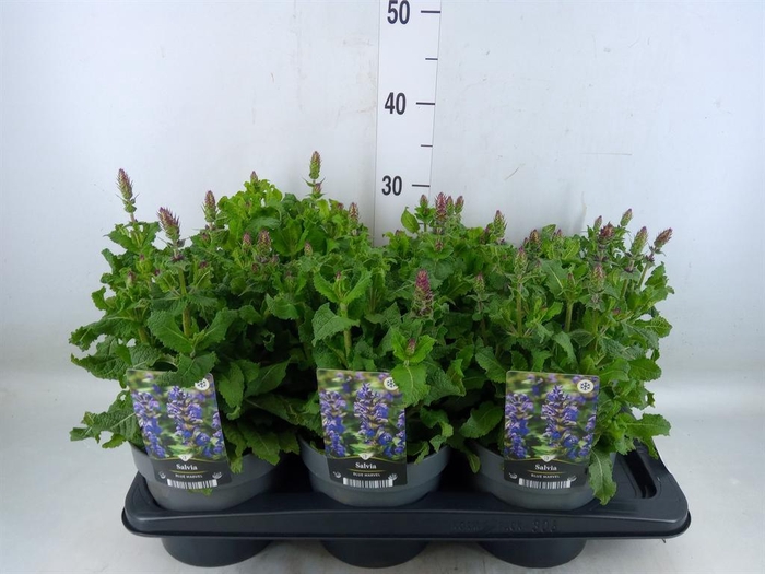 <h4>Salvia sylvestris 'Blue Marvel'</h4>