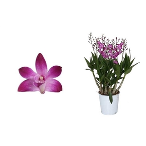 Dendrobium, Berry Oda 9+ spike 'Exclusiva Orchidea'