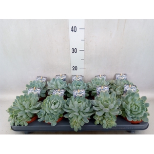 Echeveria   ...