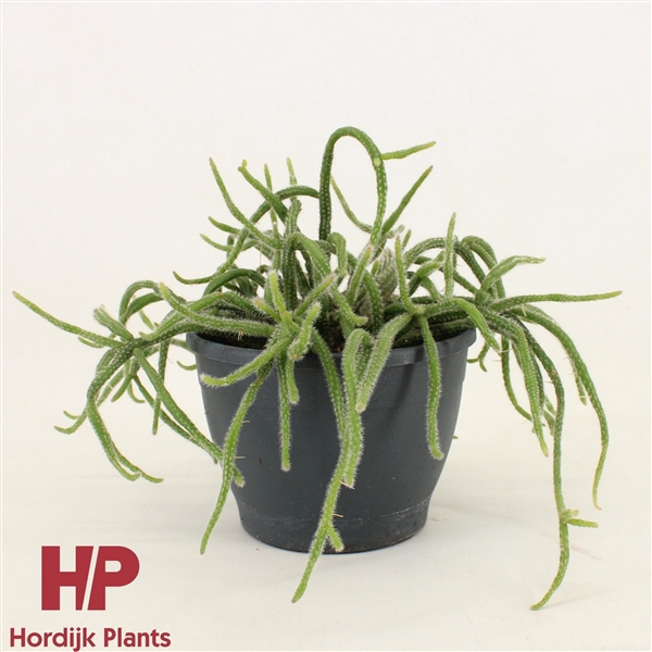 <h4>Rhipsalis baccifera subsp. horrida 12cm</h4>