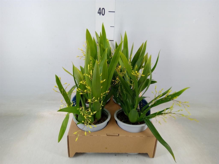 <h4>Orchideeen   ...</h4>