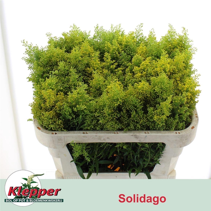 <h4>Soli Super</h4>