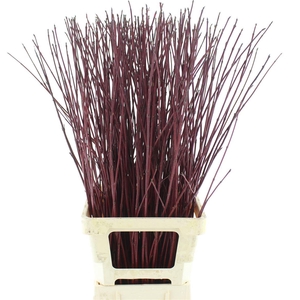 Cornus Alba Sibirica