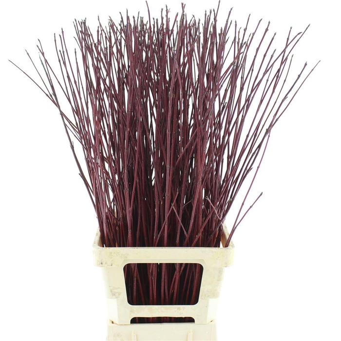 <h4>Cornus Alba Sibirica</h4>